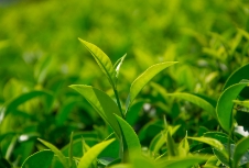 茶葉包裝設(shè)計不僅需要創(chuàng)意，還需要考慮材質(zhì)和品牌形象的展示